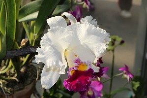 IMG_8933 IMG_8933