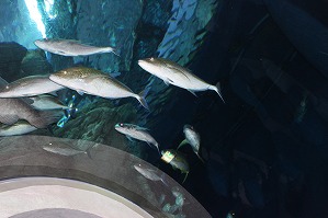 IMG_2229 IMG_2229