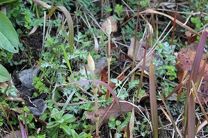 IMG_8101