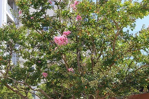 IMG_0576
