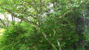 20160526234907(1)