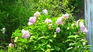 20160527004616(1)