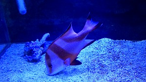 20160706103243(1)