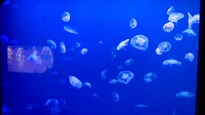 20160706103504(1)