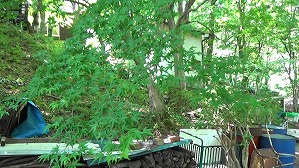 20200802132504(1)