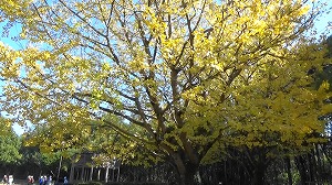 20201113113553(1)